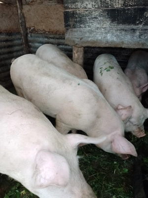 Porci de carne crescuti natural 