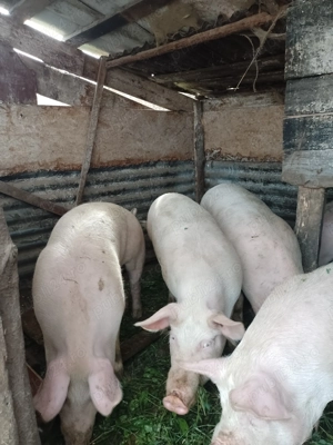 Porci de carne crescuti natural  - imagine 4