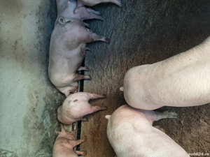 vând porci de carne diferite mărimi  - imagine 4