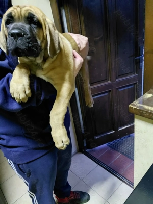 Cane Corso de vanzare - imagine 5