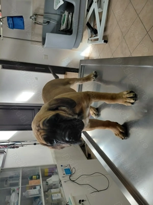 Cane Corso de vanzare - imagine 4