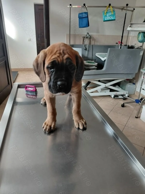 Cane Corso de vanzare - imagine 3