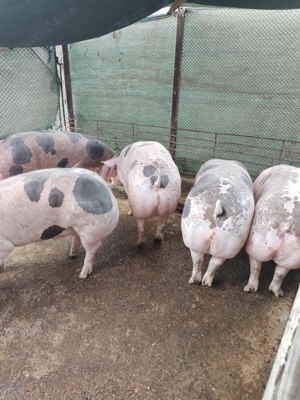 Porci de vanzare - imagine 4