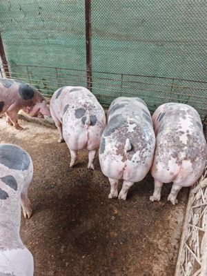 Porci de vanzare - imagine 2