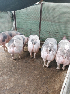 Porci de vanzare - imagine 3
