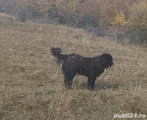 femela corb  - imagine 2 femela corb  - imagine 2