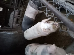 Vănd porcii 160 kg 100 kg pentru mai multe detali sunații la nr de telefon   - imagine 4 Vănd porcii 160 kg 100 kg pentru mai multe detali sunații la nr de telefon   - imagine 4