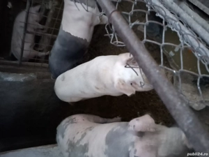 Vănd porcii 160 kg 100 kg pentru mai multe detali sunații la nr de telefon   - imagine 5 Vănd porcii 160 kg 100 kg pentru mai multe detali sunații la nr de telefon   - imagine 5