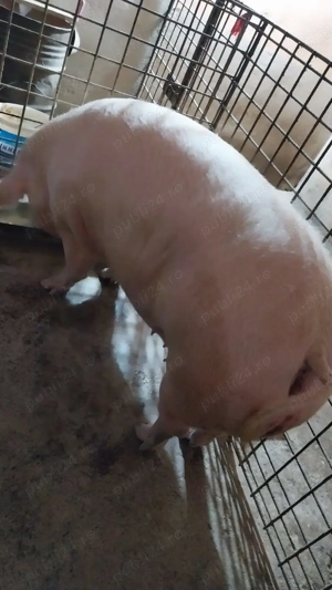 Purcea de rasa - imagine 2