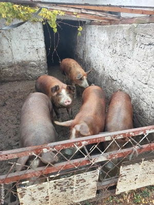 Vand porci si oi - imagine 2