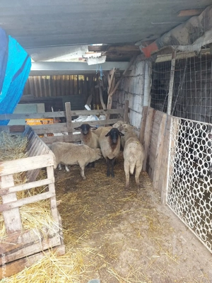 Vand porci si oi - imagine 4