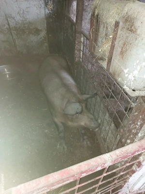 Vand porci si oi - imagine 3