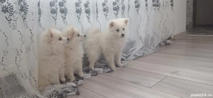 De vânzare - imagine 2 De vânzare - imagine 2