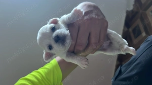 Pui Bichon 2 fetițe în Iași 