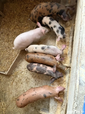 porci de vanzare - imagine 3