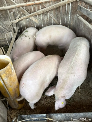 porci de vanzare - imagine 4