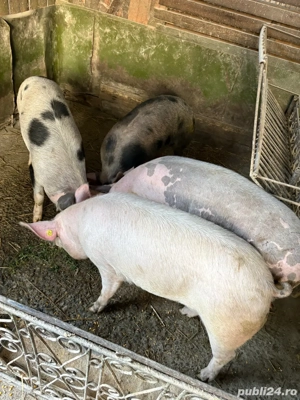 porci de vanzare - imagine 5