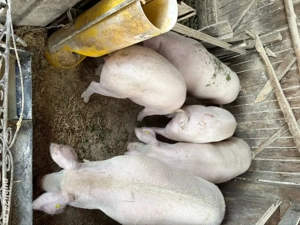 porci de vanzare - imagine 2