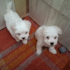 Catei bichon malteze 