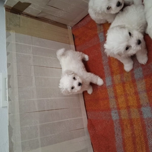 Catei bichon malteze  - imagine 2
