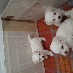 Catei bichon malteze  - imagine 3