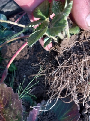 Stoloni de căpșuni Alba  - imagine 2