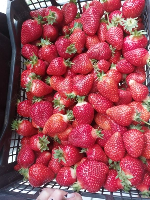 Stoloni de căpșuni Alba  - imagine 5