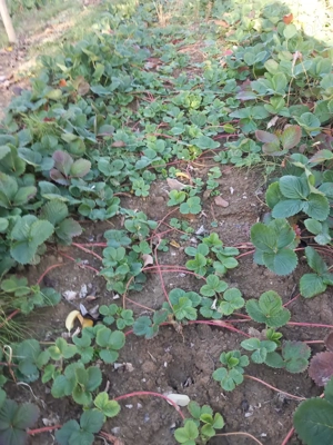 Stoloni de căpșuni Alba  - imagine 3