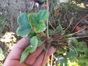 Stoloni de căpșuni Alba  - imagine 4