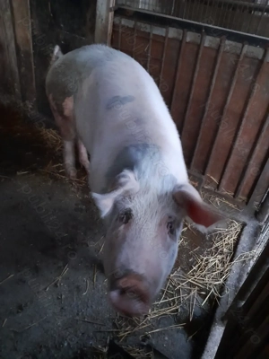 Purcea de vânzare - imagine 2