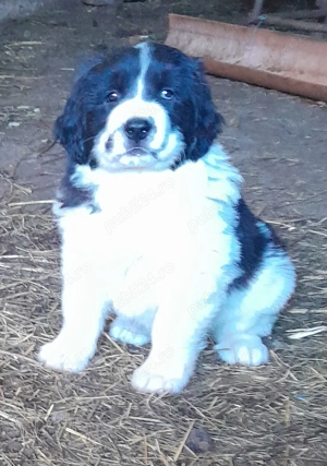 Ciobănesc de Bucovina  - imagine 4 Ciobănesc de Bucovina  - imagine 4