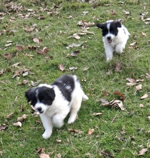 Ciobănesc de Bucovina  - imagine 2 Ciobănesc de Bucovina  - imagine 2