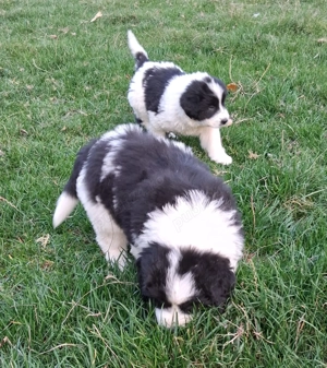 Ciobănesc de Bucovina 