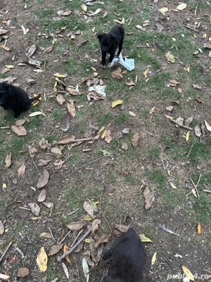 vand catei de intors unguresti  - imagine 3 vand catei de intors unguresti  - imagine 3