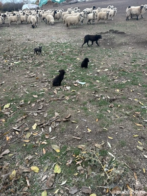 vand catei de intors unguresti  - imagine 2 vand catei de intors unguresti  - imagine 2