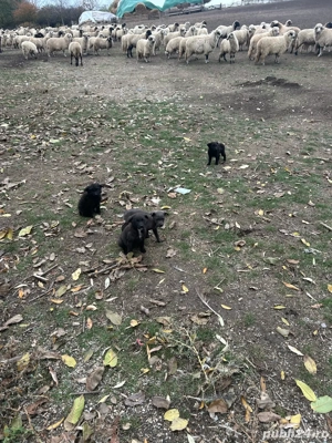 vand catei de intors unguresti 