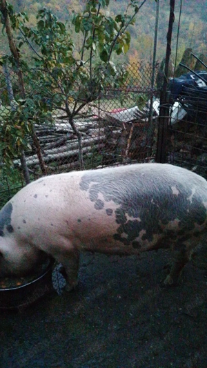 De vânzare scroafa la Cornereva  - imagine 3 De vânzare scroafa la Cornereva  - imagine 3