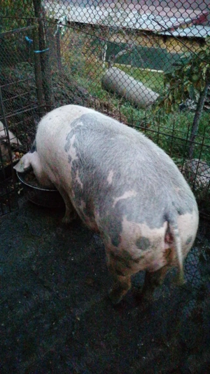 De vânzare scroafa la Cornereva  - imagine 2 De vânzare scroafa la Cornereva  - imagine 2