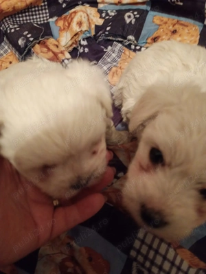 Catei Bison Maltez - imagine 3 Catei Bison Maltez - imagine 3