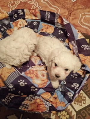 Catei Bison Maltez - imagine 2 Catei Bison Maltez - imagine 2