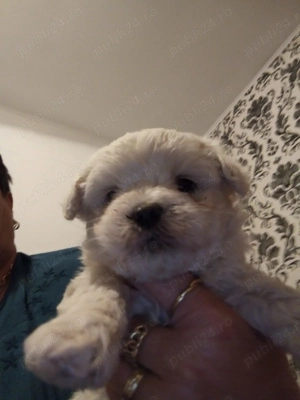 Catei Bison Maltez - imagine 4 Catei Bison Maltez - imagine 4