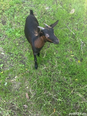 Iezi de rasă - imagine 4