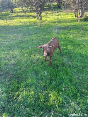 Iezi de rasă - imagine 5