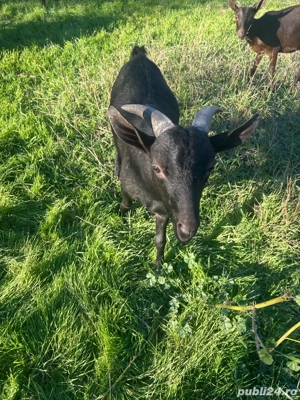 Iezi de rasă - imagine 2