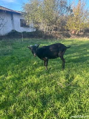 Iezi de rasă - imagine 3