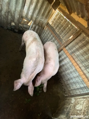 porci de vânzare sau schimb - imagine 2 porci de vânzare sau schimb - imagine 2