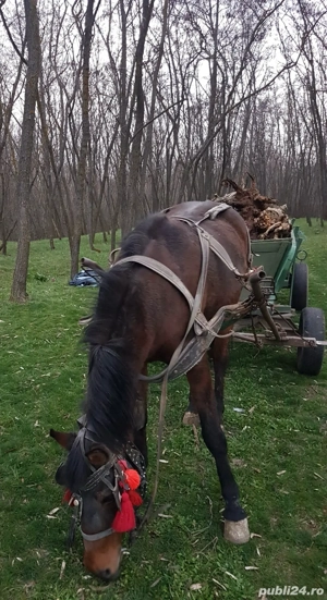 iapă si porci - imagine 4