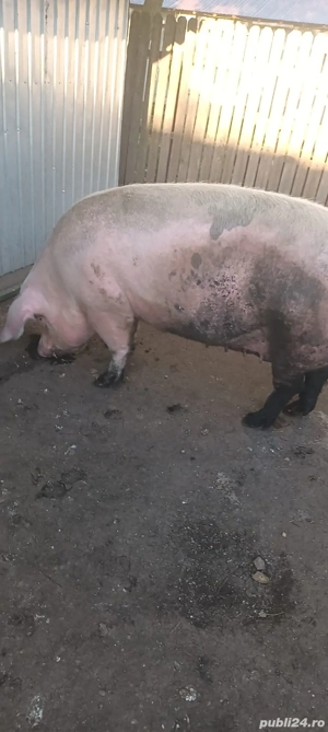 Purcea 350-400 kg  - imagine 2