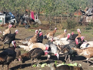 Vand curci și curcani - imagine 2