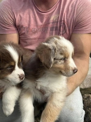 Pui ciobanesc australian 